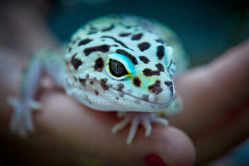 Gecko