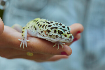 Gecko