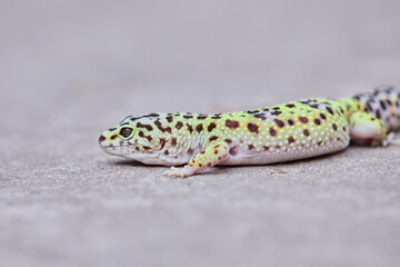Gecko