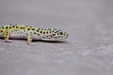 Gecko