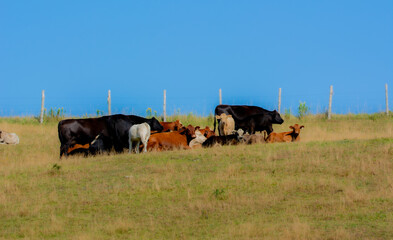 Pretty cow in a Quebec farm in the Canadian coutryside