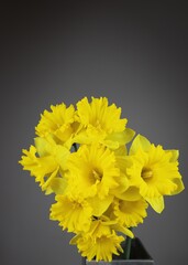 Bunch of yellow daffodils flowers with copy space for your own text