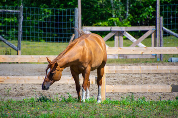 Fototapeta premium Pretty horse on a Canadian farm in the province of Quebec 