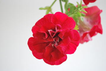 Beautiful red petunia close up