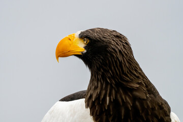 Close up of a Steller's sea eagle head. Yellow bill and eye, large nostrils. Against the background of nature