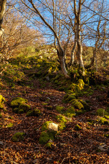 Obraz premium Photograph of the beech forest of Ci�era, Leon (Spain) known as Faedo, declared the best preserved forest in Spain in 2007. You can see the river that crosses the forest and and the wooden walk