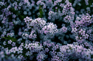 flowers in the garden
