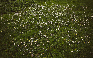 Flowers amongst the grass