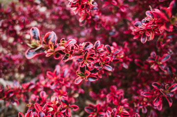 Red leaves