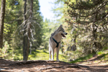 Beautiful Husky dog in a forest