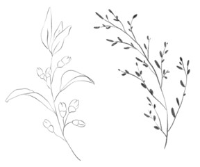 Pencil drawing floral illustration. Isolated on white background.