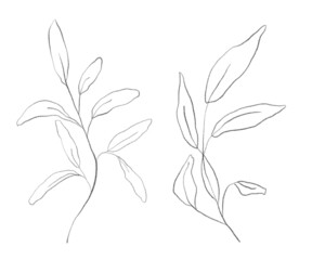 Pencil drawing floral illustration. Isolated on white background.