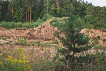 small pine tree in gravel, clay and sand quarry in Latvia. Big heap of sand and coniferous forest...