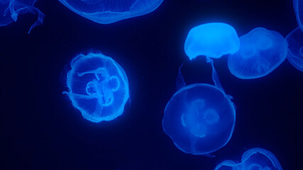 Jellyfish in the Ocean Oceanarium Large Jellyfish Cluster