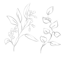 Pencil drawing floral illustration. Isolated on white background.