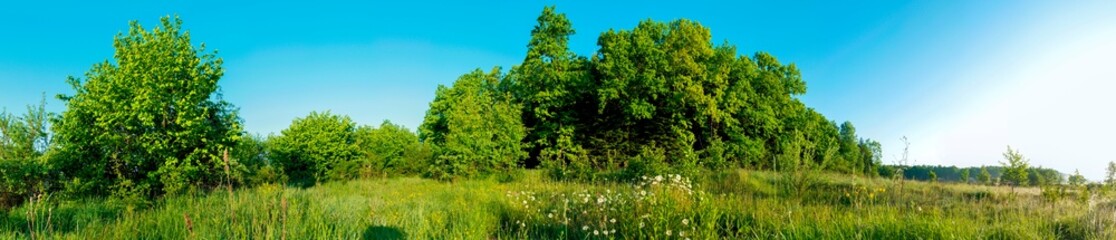 Obraz na płótnie Canvas Spring forest and field on a background of blue sky