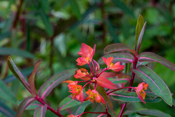 Euphrobia griffithii 'Dixter' himalya milkweed flower detail