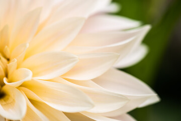 Flower of a white dalia.