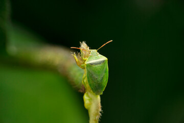 Green stink bug, Chinavia hilaris, Satara, Maharashtra, India