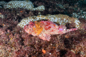 Underwater photo of a red rock cod (scorpionfish, sea ruffe)