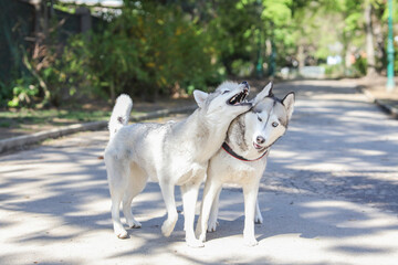 Two beautiful Husky dogs playing outside