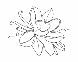 Continuous one line drawing of dried vanilla sticks an orchid vanilla flower in silhouette on a white background. Linear stylized.Minimalist.