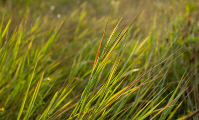 Fototapeta premium Green grass on the wind in the steppe at sunset time. Golden hour in the meadow. Green grass for background