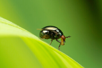 Fly that mimics beetle, Paracelyphus hyacinthus, Satara, Maharashtra, India