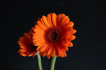 orange gerbera flower