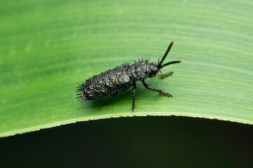 Black spiny beetle, leaf beetle also known by its common name rice hispa, Dicladispa armigera,...