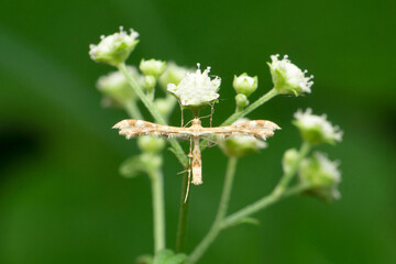 False codling moth, Thaumatotibia leucotreta, Satara, Maharashtra, India