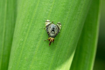 Fruit fly on leaf, Satara, Maharashtra, India
