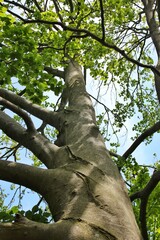 Fototapeta premium tree in the park