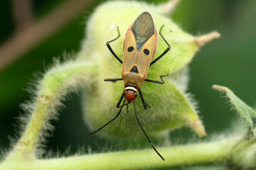 Fototapeta premium Two spotted stink bug, Perillus species, Satara, Maharashtra, India