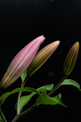 pink lily bud