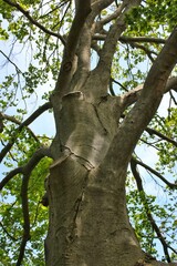 Tall old tree growing in the sunny summer meadow.