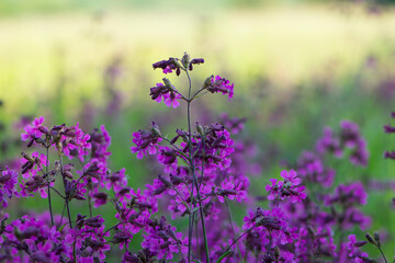 Beautiful delicate purple flowers of Viscaria Vulgaris growing in the meadow in the summer. selective focus, bokeh, blurred background. pink wildflower. close-up, macro nature