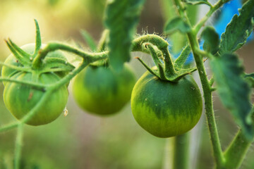 Black tomatoes growing in the garden