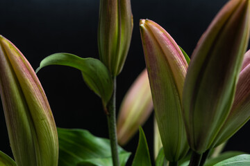 Lily bud