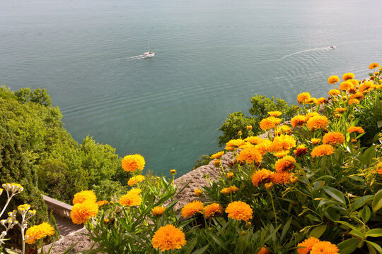Flowerbed of marigolds on a terrace facing the sea in the Castle of Duino near Trieste, Italy