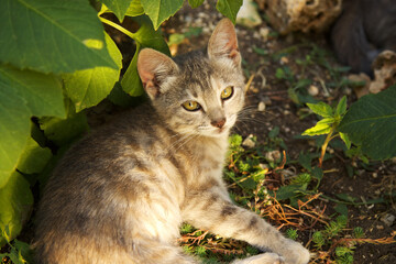 Naklejka na ściany i meble Cute baby cat in the garden
