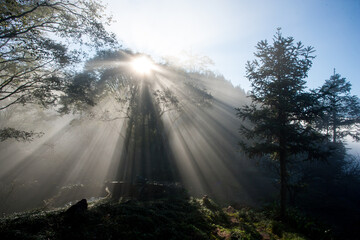 rays of sun