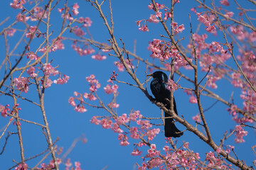 Hair- crested Drongo black bird or Dicrurus hottentottus is an Asian bird of the family Dicruridae on perched foraging nectar from pink cherry blossoms.