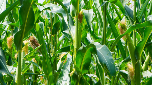 ears of corn and green leaves on a field background close-up. Corn farm. A selective focus picture of corn cob in organic corn field. concept of good harvest, agricultural, place for text