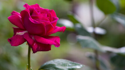 delicate red rose with buds on a flower bed. beautiful flowers of red garden roses. Bushes of red roses are blooming in the garden. Plant care, landscaping, holiday gift for a girl. bokeh, background