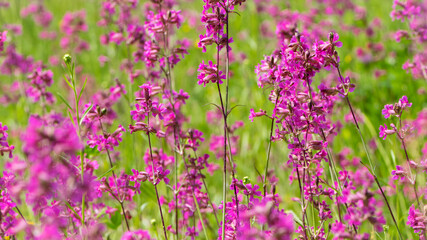 Beautiful delicate purple flowers of Viscaria Vulgaris growing in the meadow in the summer close-up. selective focus, bokeh, blurred background. pink wildflower