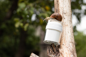 cream with snail mucus, concept natural cosmetics
