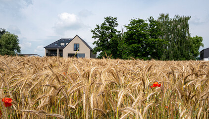 Kornfeld an einem Bauernhof