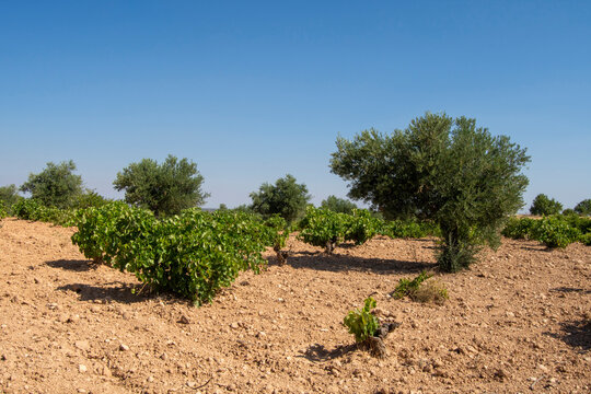 Olivar y vi&ntilde;edo mediterraneos en Espa&ntilde;a