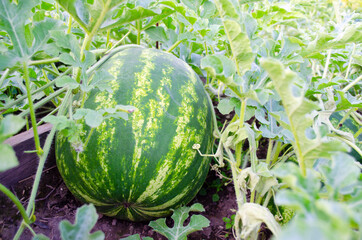 striped watermelon growing in the garden